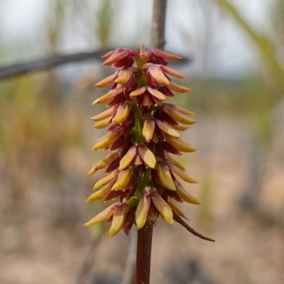 Corunastylis densa (Dense Midge Orchid) at Morton National Park - 1 Mar 2023 by RobG1
