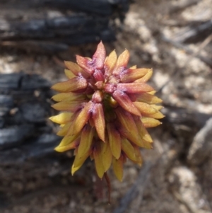Corunastylis densa at Sassafras, NSW - 1 Mar 2023