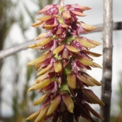 Corunastylis densa at Sassafras, NSW - suppressed