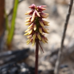 Corunastylis densa at Sassafras, NSW - suppressed
