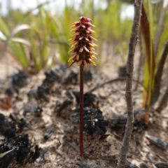 Corunastylis densa at Sassafras, NSW - suppressed