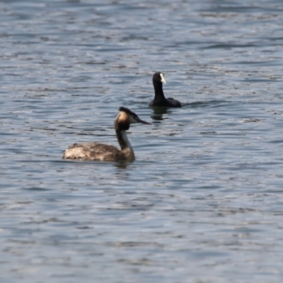 Podiceps cristatus (Great Crested Grebe) at West Belconnen Pond - 4 Mar 2023 by RodDeb