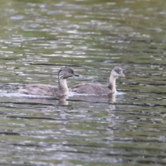 Poliocephalus poliocephalus (Hoary headed Grebe) at Dunlop, ACT - 4 Mar 2023 by RodDeb