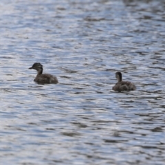 Poliocephalus poliocephalus at Dunlop, ACT - 4 Mar 2023