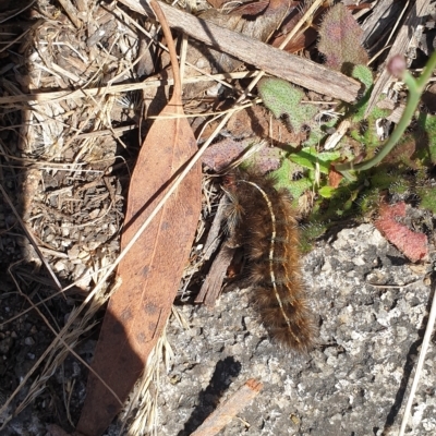 Ardices glatignyi (Black and White Tiger Moth (formerly Spilosoma)) at Namadgi National Park - 6 Feb 2023 by Halina