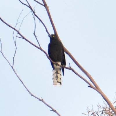 Strepera graculina (Pied Currawong) at QPRC LGA - 4 Mar 2023 by camcols