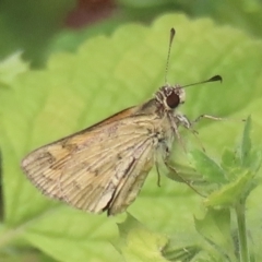 Ocybadistes walkeri (Green Grass-dart) at Narrabundah, ACT - 22 Feb 2023 by RobParnell