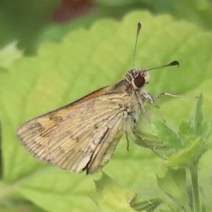 Ocybadistes walkeri at Narrabundah, ACT - 22 Feb 2023 11:01 PM