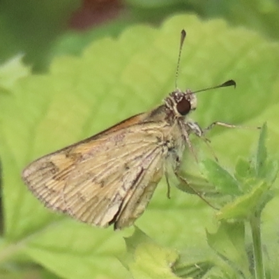 Ocybadistes walkeri (Green Grass-dart) at Narrabundah, ACT - 22 Feb 2023 by RobParnell