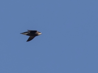 Hirundapus caudacutus (White-throated Needletail) at Coree, ACT - 5 Mar 2023 by rawshorty