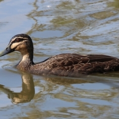 Anas superciliosa (Pacific Black Duck) at Wodonga, VIC - 3 Mar 2023 by KylieWaldon