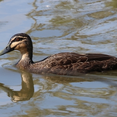 Anas superciliosa (Pacific Black Duck) at Wodonga, VIC - 4 Mar 2023 by KylieWaldon