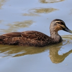 Anas superciliosa at Wodonga, VIC - 4 Mar 2023