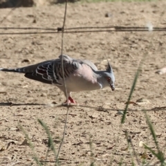 Ocyphaps lophotes (Crested Pigeon) at Wodonga - 3 Mar 2023 by KylieWaldon