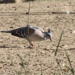 Ocyphaps lophotes (Crested Pigeon) at Wodonga, VIC - 4 Mar 2023 by KylieWaldon