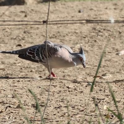 Ocyphaps lophotes (Crested Pigeon) at Belvoir Park - 3 Mar 2023 by KylieWaldon