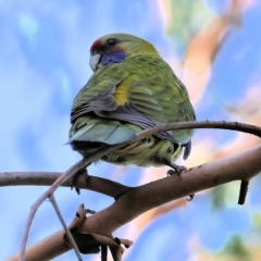 Platycercus elegans flaveolus (Yellow Rosella) at Wodonga, VIC - 3 Mar 2023 by KylieWaldon