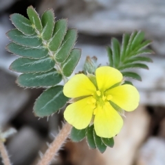 Tribulus terrestris (Caltrop, Cat-head) at Wodonga, VIC - 3 Mar 2023 by KylieWaldon