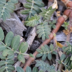 Tribulus terrestris at Wodonga, VIC - 4 Mar 2023 09:38 AM
