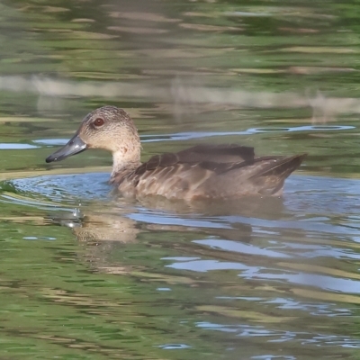 Anas gracilis (Grey Teal) at Wodonga - 3 Mar 2023 by KylieWaldon