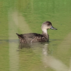 Anas gracilis at Wodonga, VIC - 4 Mar 2023