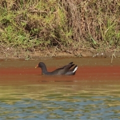 Gallinula tenebrosa (Dusky Moorhen) at Wodonga, VIC - 4 Mar 2023 by KylieWaldon