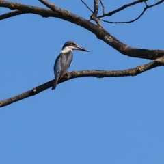 Todiramphus sanctus (Sacred Kingfisher) at Wodonga - 3 Mar 2023 by KylieWaldon