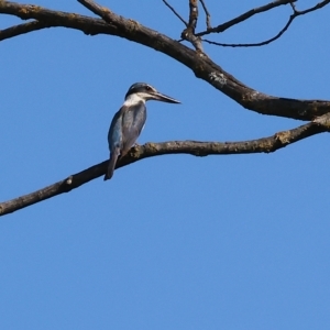 Todiramphus sanctus at Wodonga, VIC - 4 Mar 2023 10:08 AM