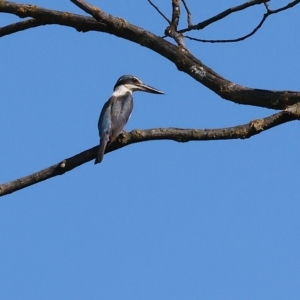 Todiramphus sanctus at Wodonga, VIC - 4 Mar 2023