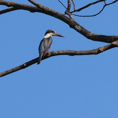 Todiramphus sanctus (Sacred Kingfisher) at Wodonga, VIC - 3 Mar 2023 by KylieWaldon