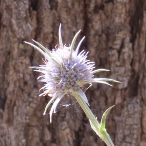 Eryngium ovinum at Red Hill, ACT - 4 Mar 2023