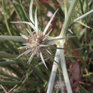 Eryngium ovinum at Red Hill, ACT - 4 Mar 2023 05:35 PM