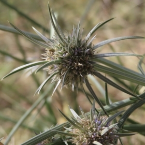 Eryngium ovinum at Red Hill, ACT - 4 Mar 2023 05:35 PM