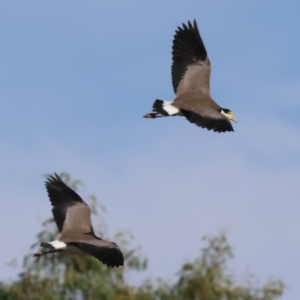 Vanellus miles at Wodonga, VIC - 4 Mar 2023 10:12 AM