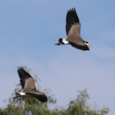 Vanellus miles (Masked Lapwing) at Wodonga - 3 Mar 2023 by KylieWaldon