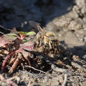 Apis mellifera at Wodonga, VIC - 4 Mar 2023 10:23 AM