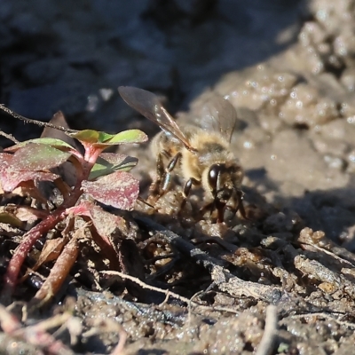 Apis mellifera (European honey bee) at Wodonga, VIC - 4 Mar 2023 by KylieWaldon