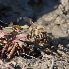 Unidentified Bee (Hymenoptera, Apiformes) (TBC) at Wodonga, VIC - 3 Mar 2023 by KylieWaldon
