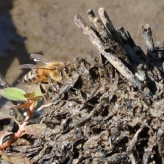 Apis mellifera (European honey bee) at Wodonga - 3 Mar 2023 by KylieWaldon