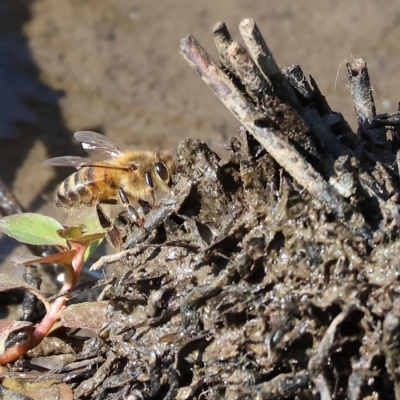 Apis mellifera (European honey bee) at Wodonga, VIC - 4 Mar 2023 by KylieWaldon