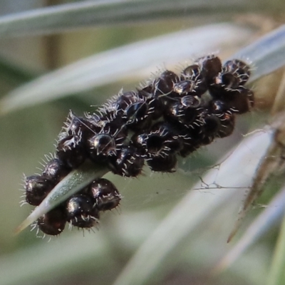 Oechalia schellenbergii (Spined Predatory Shield Bug) at Red Hill, ACT - 4 Mar 2023 by RobParnell