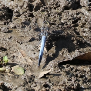 Orthetrum caledonicum at Wodonga, VIC - 4 Mar 2023 10:25 AM