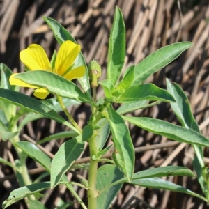 Ludwigia peploides subsp. montevidensis at Wodonga, VIC - 4 Mar 2023