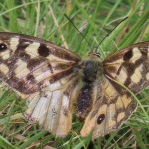 Heteronympha penelope at Mount Clear, ACT - 12 Feb 2023 10:32 PM