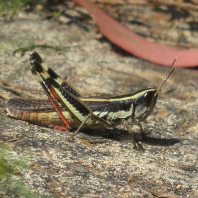 Macrotona australis (Common Macrotona Grasshopper) at Cotter Reserve - 5 Mar 2023 by Christine