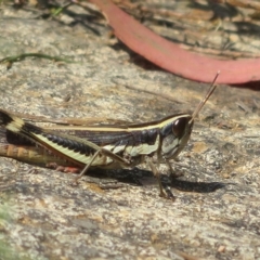 Macrotona australis at Coree, ACT - 5 Mar 2023