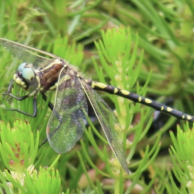 Synthemis eustalacta (Swamp Tigertail) at Namadgi National Park - 12 Feb 2023 by RobParnell