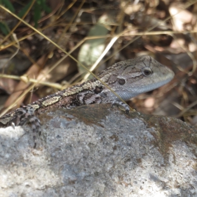 Amphibolurus muricatus (Jacky Lizard) at Cotter Reserve - 5 Mar 2023 by Christine
