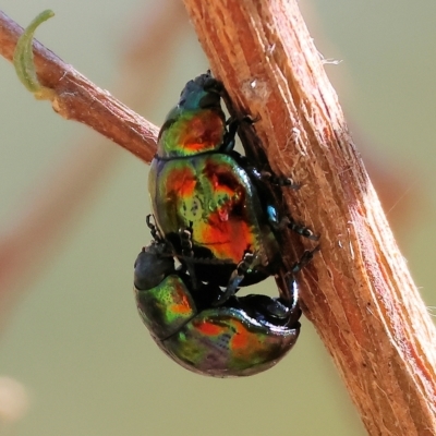 Callidemum hypochalceum (Hop-bush leaf beetle) at Albury, NSW - 5 Mar 2023 by KylieWaldon