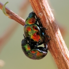 Callidemum hypochalceum (Hop-bush leaf beetle) at Nail Can Hill - 4 Mar 2023 by KylieWaldon